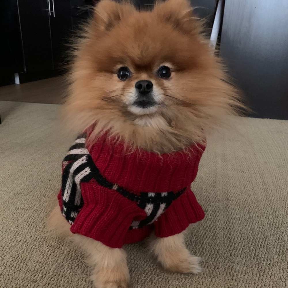 Burberry sweater